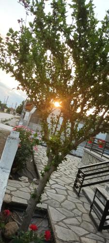 a tree and benches in a park with the sunset at KALLIOPI'S HOUSE in Zilotí