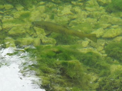 un pez nadando en el agua con algas en GITE LA PETITE ECLUSE EN BORD DE LOUE, en Lods