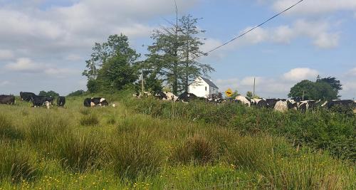 a herd of cows grazing in a field at Cozy Cottage Retreat in Listowel pet friend in Listowel