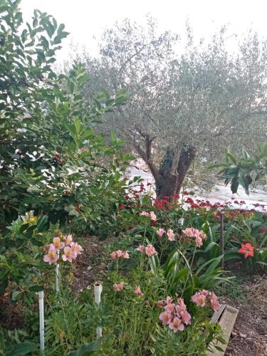a garden of flowers with a tree in the background at Apartmani Bosco in Tivat