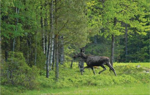 Un alce corriendo por un campo en el bosque en Holiday Home Lekåsa Kvistagården Nossebro, en Lekåsa