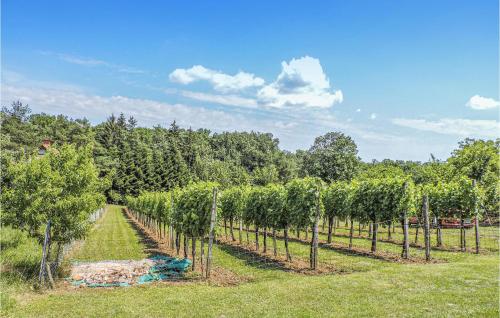 a row of rows of trees in a field at Ferienhaus Kohfidisch in Kohfidisch