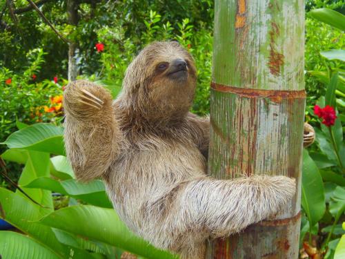 a three toed sloth climbing on a tree at Hotel Heliconias Nature Inn & Hot Springs in Fortuna