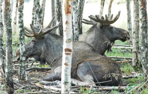 two moose laying on the ground in a forest at 1 Bedroom Stunning Home In Svanesund in Svanesund
