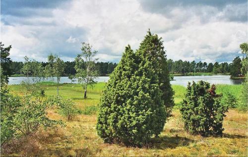 two trees in a field with a lake in the background at Oknö in Mönsterås