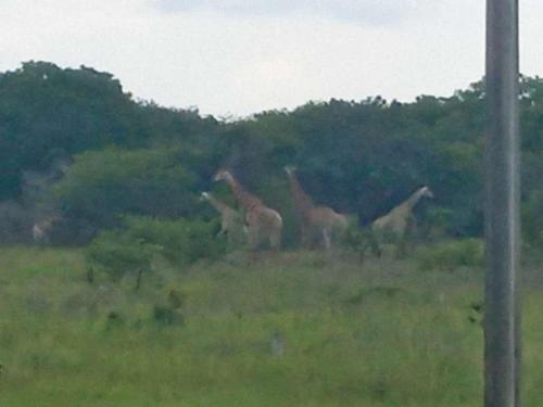 a group of giraffes standing in a field at Moony’s Chalets & Camping in Catembe