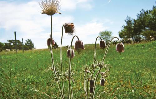 a bunch of flowers in a field of grass at Holiday Home Katthammarsvik 21 in Katthammarsvik