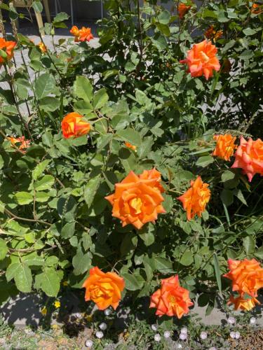 a group of orange flowers in a bush at Yolyans Hotel in Goris