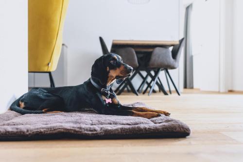 a dog laying on a dog bed on the floor at M1 - Mountain Living in Rauris
