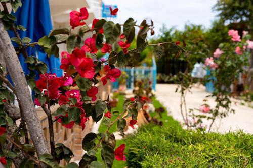 a plant with red flowers in a garden at Asteri Studios in Kalamaki