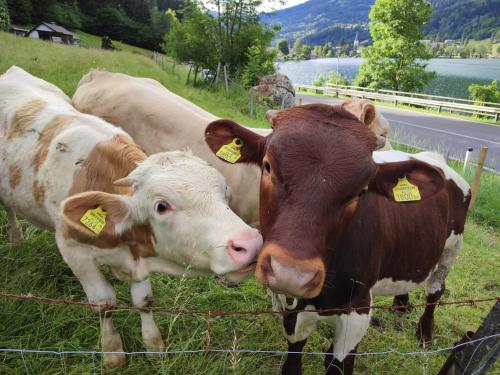 インの敷地内または近くにいる動物
