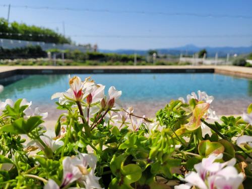 a bush with white flowers in front of a swimming pool at La Collina dei Cavalieri in Belvedere Ostrense