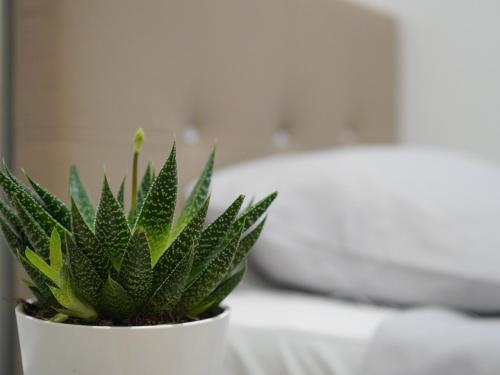 a green plant in a white pot on a table at Modern City Centre Two Bedroom Windsor Apartment - Grand Central House in Gibraltar