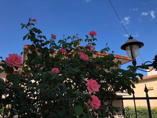 a bush with pink flowers hanging from a fence at Hotel Zodiaco in Bolsena
