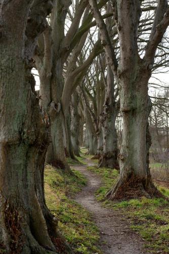 a path through a row of trees on a field at Ruth in Warin