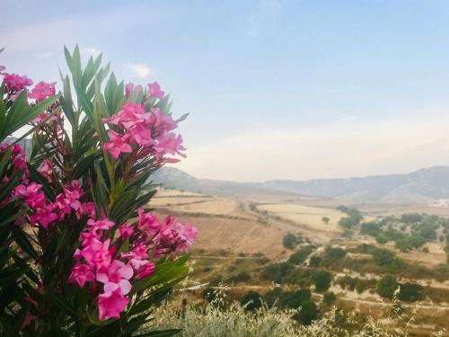 a view of a field with pink flowers at Panoramic Holidays - Premium 8 in Peyia