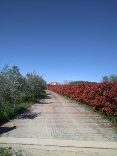 a brick road with red flowers on either side at Villa Absolute privacy in Novigrad Istria