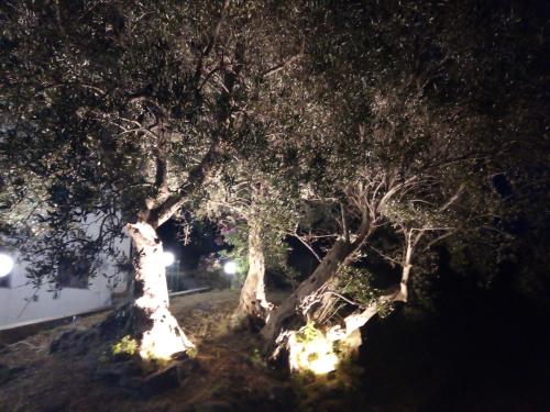 two trees with lights in the grass at night at L'Antica Quercia B&B in CastellʼUmberto