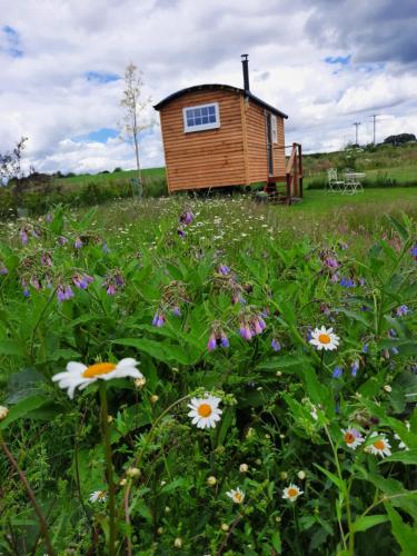 a small wooden cabin in a field with flowers at Cranfield Retreat & Glamping in Long Melford