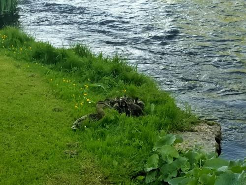 a field of grass next to a body of water at Lossi 8 -4 Põltsamaa Maida in Põltsamaa