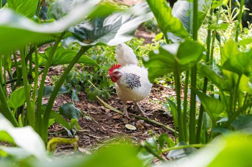 a chicken walking in a field of plants at Quinta biológica, com vista, na Serra de Sintra in Sintra