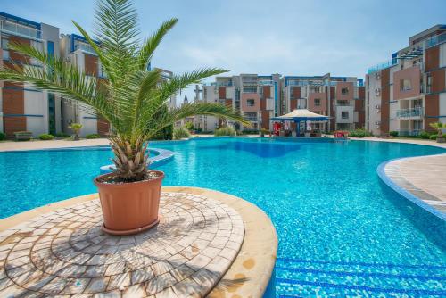 a palm tree in a pot next to a swimming pool at Sun City I Apartments in Sunny Beach