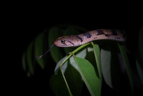 a snake sitting on top of a green leaf at Sinharaja Forest Gate in Deniyaya