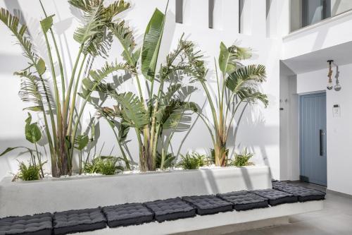 a row of plants in a white room with plants at Alenor City Hotel in Naxos Chora