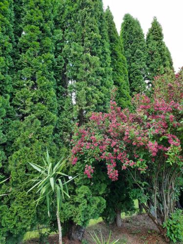 a row of bushes with pink flowers and trees at Ibis in Sovata