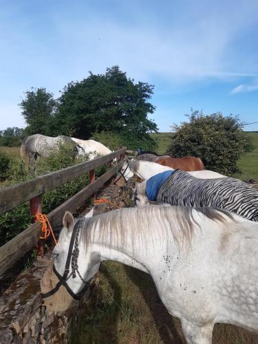 un groupe de chevaux debout à côté d'une clôture dans l'établissement Gite Fée Grenouille, à Martigny-le-Comte