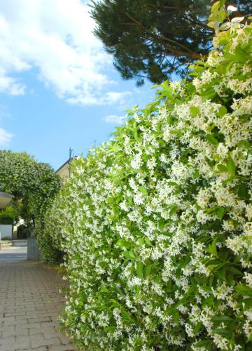 a large hedge of white flowers on a sidewalk at Riviera Residence in Marina di Pietrasanta