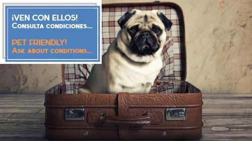 a pug dog sitting inside of a suitcase at Apartamentos El Capitan Veneno by Cadiz4Rentals in Cádiz