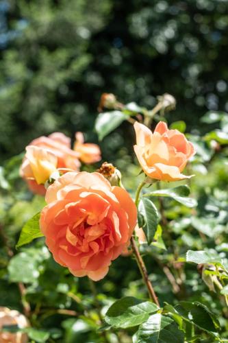 a group of orange roses on a bush at OMA's Apartment in Haus GRETE in Bad Waltersdorf