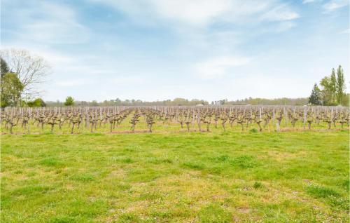 a field with a bunch of vines in a field at 2 Bedroom Amazing Home In Langon in Langon