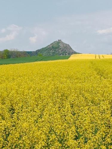 a field of yellow flowers with a mountain in the background at Chalupa u dědy in Dlažkovice