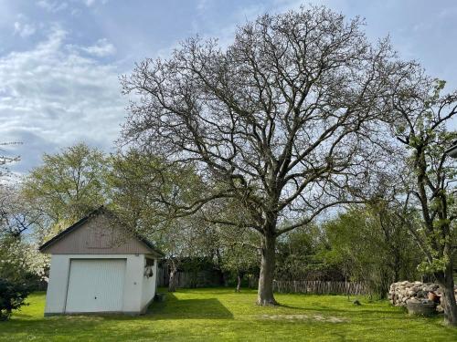 a small shed in a field with a tree at Kleines Haus am Feld in Rehna