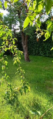 a tree sitting in the middle of a grass field at Le Gai Pinson in Beausaint