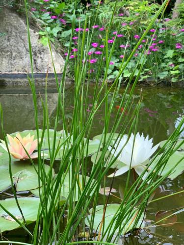a pond with lilly pads and flowers in a garden at B&B Beauty House in Cesena