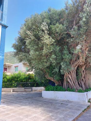a large tree in front of a fence at Vιtamin Sea apartment 8, Απολαυστική διαμονή στον Αλμυροπόταμο! in Almiropótamos