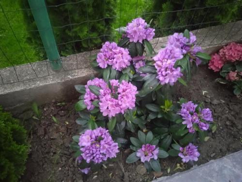 a bunch of purple flowers in a garden at Семеен хотел При Вергил in Sapareva Banya