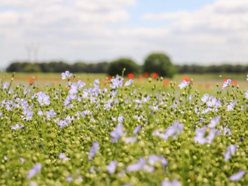 a field full of purple flowers in a field at The Old Doghouse in York