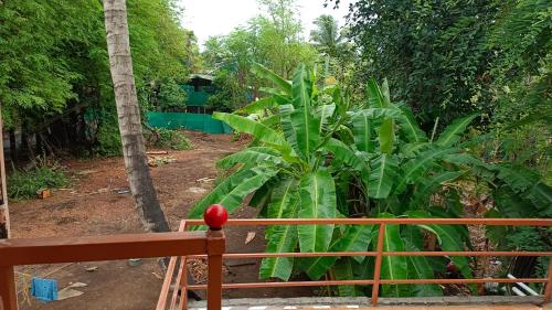uma grande planta verde atrás de uma cerca de madeira em Gharat Cottage em Alibaug