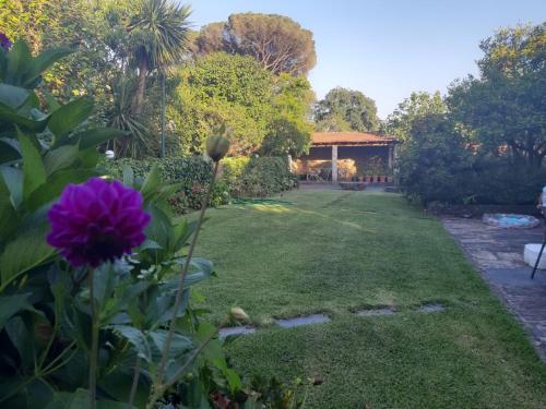 a garden with a house in the background with a purple flower at Quinta Drº Amarante in Gondomar