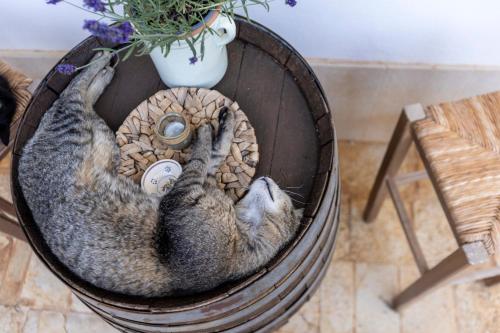 a cat laying on its back in a pot at B&B Villa Mamma Grazia in San Vito dei Normanni