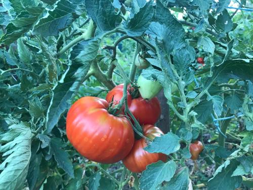 a bunch of tomatoes growing on a plant at Balkan Retreat in Bešenovo