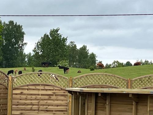 a group of cows grazing in a field behind a fence at Siedlisko na Górce in Zalec