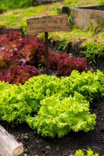a display of lettuce and other lettuces in a garden at Estancia San Antonio in Guasca