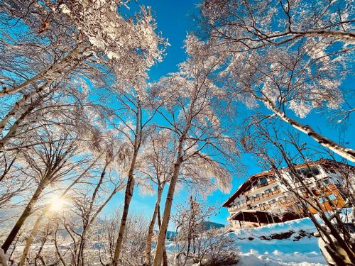 a group of trees covered in snow with the sun behind them at Okushiga Lodge Yama no Manimani in Yamanouchi
