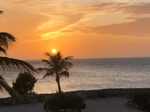 a sunset on the beach with a palm tree at Marazul Dive Resort. 3 Bedroom Seafront House. Dive, Snorkel, enjoy amazing sunsets in Westpunt