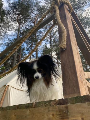 Фотография из галереи Jahbazaar Camping Jūrmala в Юрмале